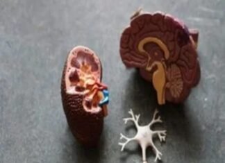 Model of human anatomy parts including brain, kidney, and neuron on a gray surface. Post about kidney cancer