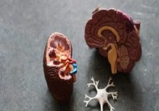 Model of human anatomy parts including brain, kidney, and neuron on a gray surface. Post about kidney cancer