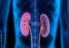 3D illustration of human kidneys and urinary tract, highlighted in pink, against a blue transparent body silhouette, emphasizes the impact of diabetes drugs on renal health.