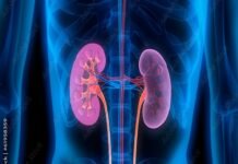 3D illustration of human kidneys and urinary tract, highlighted in pink, against a blue transparent body silhouette, emphasizes the impact of diabetes drugs on renal health.