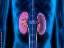 3D illustration of human kidneys and urinary tract, highlighted in pink, against a blue transparent body silhouette, emphasizes the impact of diabetes drugs on renal health.