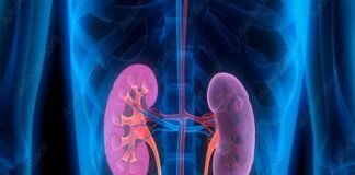 3D illustration of human kidneys and urinary tract, highlighted in pink, against a blue transparent body silhouette, emphasizes the impact of diabetes drugs on renal health.