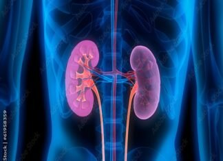 3D illustration of human kidneys and urinary tract, highlighted in pink, against a blue transparent body silhouette, emphasizes the impact of diabetes drugs on renal health.