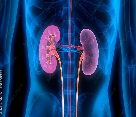 3D illustration of human kidneys and urinary tract, highlighted in pink, against a blue transparent body silhouette, emphasizes the impact of diabetes drugs on renal health.