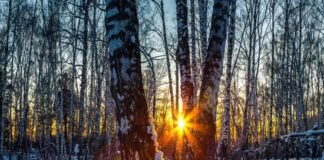 As the sun sets during the Winter Solstice, its light filters through a snowy forest, casting long shadows from bare trees.