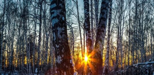 As the sun sets during the Winter Solstice, its light filters through a snowy forest, casting long shadows from bare trees.