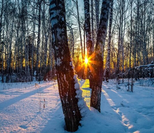 As the sun sets during the Winter Solstice, its light filters through a snowy forest, casting long shadows from bare trees.