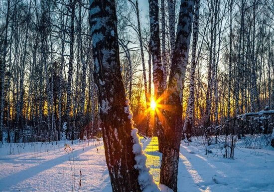 As the sun sets during the Winter Solstice, its light filters through a snowy forest, casting long shadows from bare trees.