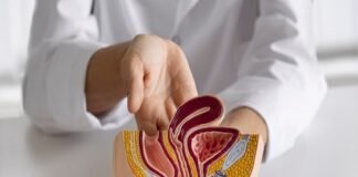 A person holds a medical model of the human digestive system, highlighting the intestines with the text "Bowel Cancer Diagnosis" clearly visible.