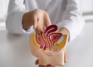 A person holds a medical model of the human digestive system, highlighting the intestines with the text "Bowel Cancer Diagnosis" clearly visible.